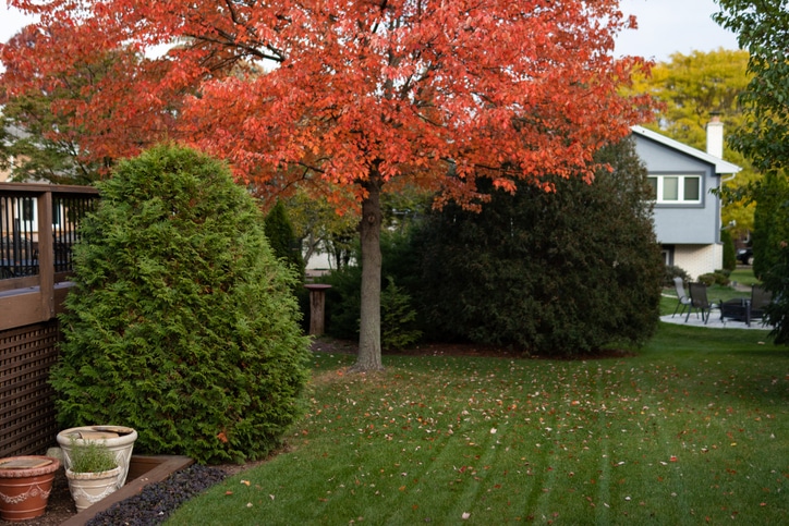 colorful trees and plants during autumn