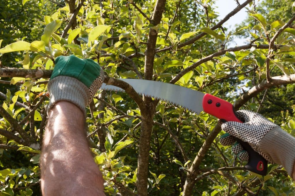 Pruning with pruning saw